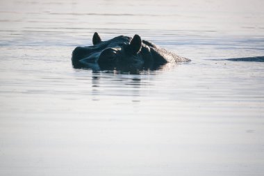 Botswana 'da su aygırı