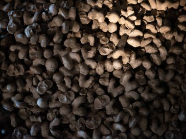 kafatası ve kemikler 