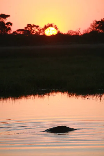 Hipopótamo em Botsuana — Fotografia de Stock