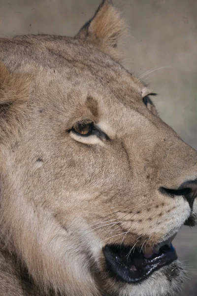 Lioness, Botswana — Zdjęcie stockowe