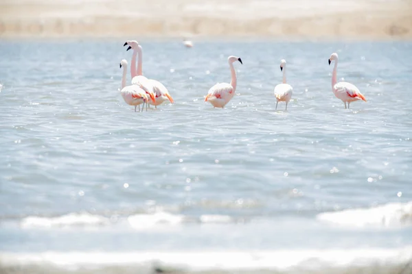 Flamingos in Paracas, per — Stockfoto