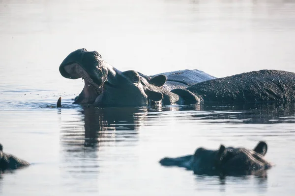 Hyppo in Botswana — ストック写真