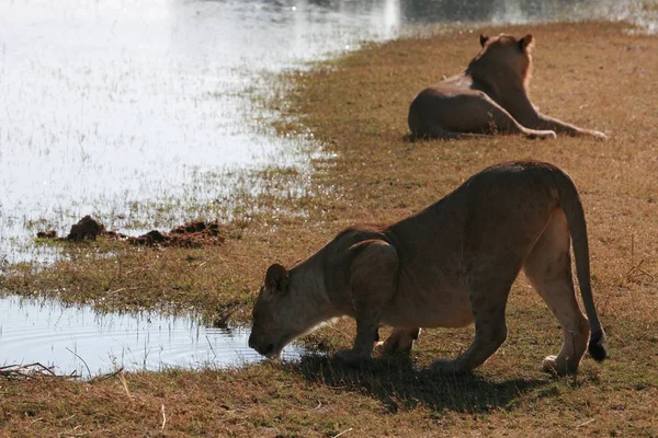 Leonessa, Botswana — Foto Stock