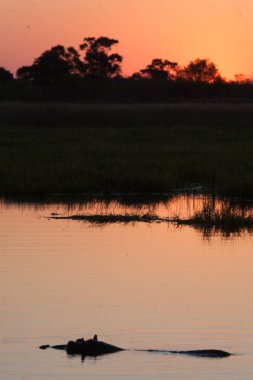 Botswana 'da su aygırı