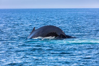 Cape Cod, Massachussetts, ABD 'de Balina