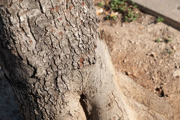 Ağaca Yakın Bir Yerde Ağustos Böceği — Stok fotoğraf