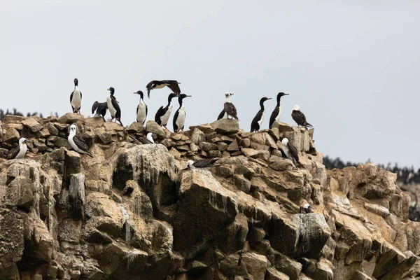 Die Ballestas Inseln Ein Reservat Voller Vögel Und Pinguine Die — Stockfoto