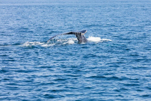 Whale Cape Cod Massachussetts Stati Uniti — Foto Stock