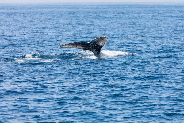 美国马塞诸塞州科德角的鲸鱼 — 图库照片