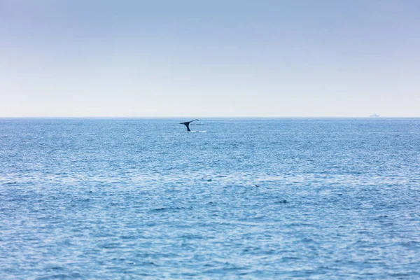 Paus Cape Cod Massachusetts Amerika Serikat — Stok Foto