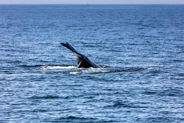 Walvis Cape Cod Massachussetts Verenigde Staten — Stockfoto