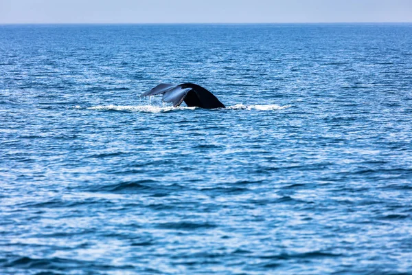 Whale Cape Cod Massachussetts Egyesült Államok — Stock Fotó