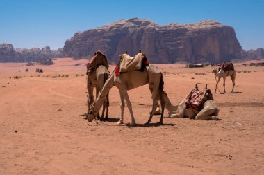 Wadi Rum çölündeki kumullar, Ürdün