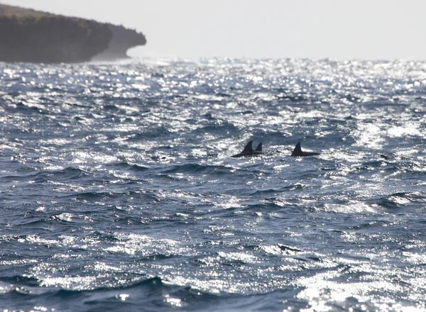 Grupo Delfines Nadando —  Fotos de Stock