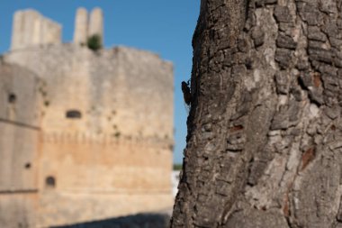 Ağacın üstünde bir şatonun arkası olan ağustos böceği.
