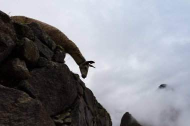 Lama Machu Picchu (Unesco Dünya Mirası olarak
