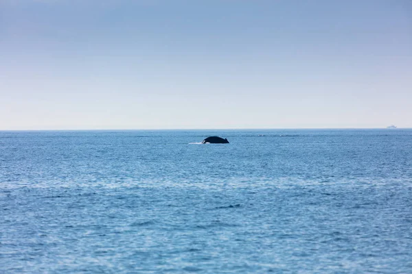 Paus Cape Cod Massachusetts Amerika Serikat — Stok Foto