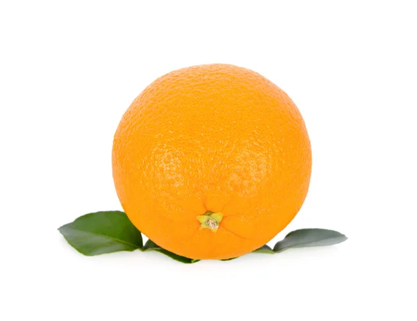 Свежий Пупок Оранжевый Листьями Белом Фоне — стоковое фото