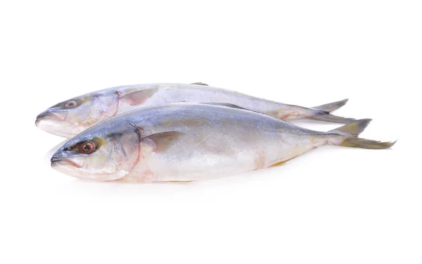 Ganze Runde Gelbschwanzfische Oder Hamachi Fische Auf Weißem Hintergrund — Stockfoto