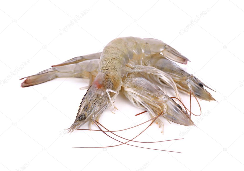 whole fresh vannamei shrimps on white background