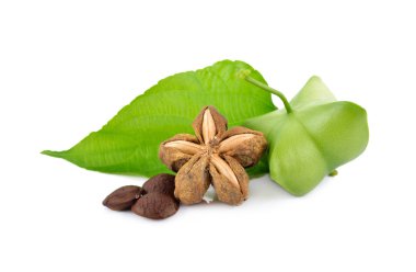 dried and fresh sacha inchi with leaf on white background clipart