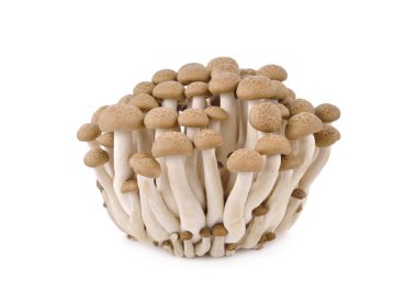 taze buna shimeji mantar beyaz arka plan üzerinde