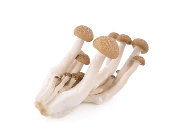 taze buna shimeji mantar beyaz arka plan üzerinde