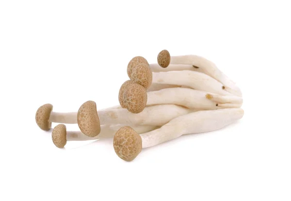 Frischer Buna Shimeji Pilz auf weißem Hintergrund — Stockfoto