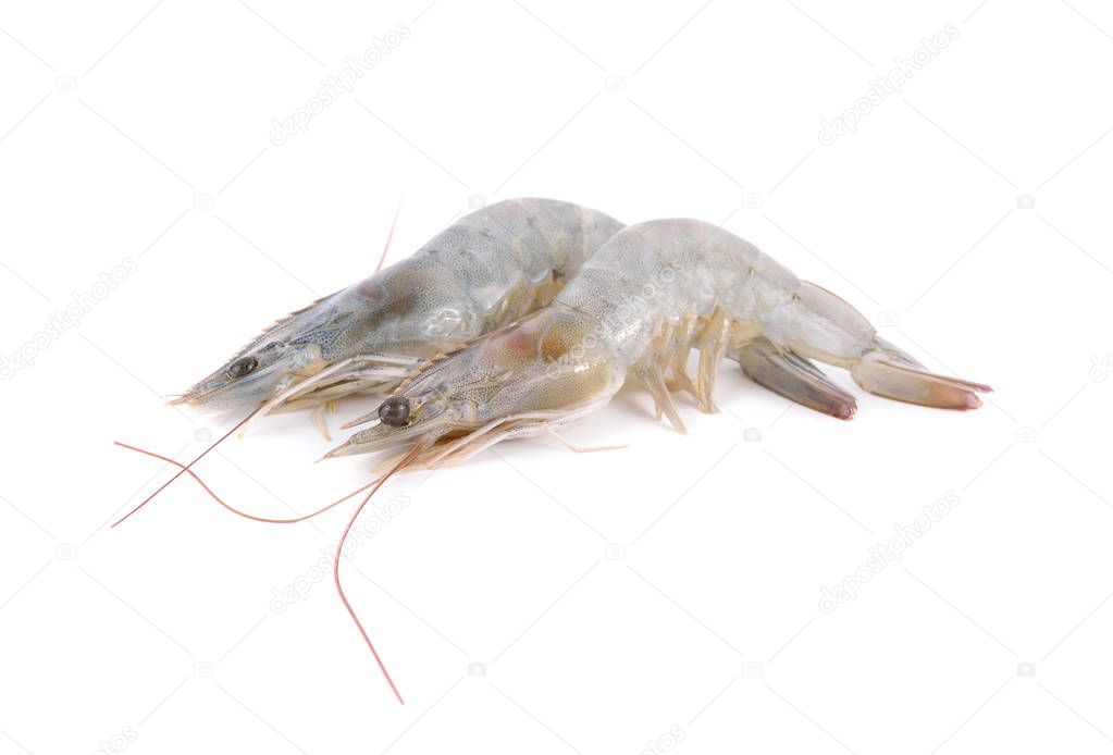 whole round fresh vennamei shrimps on white background