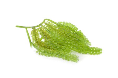 taze deniz üzümü demet, yeşil havya, Whi üzerinde Umi-budou yosun