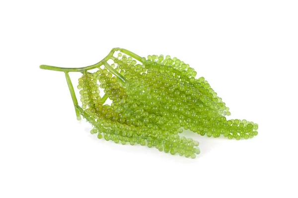 taze deniz üzümü demet, yeşil havya, Whi üzerinde Umi-budou yosun