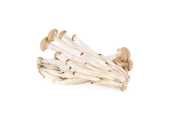 beyaz arka plan üzerinde taze buna shimeji (kahverengi kayın) mantar