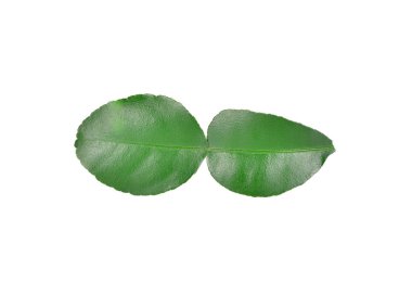 Beyaz arka plan üzerinde taze Güney Afrika'da bir kabile kireç yaprakları