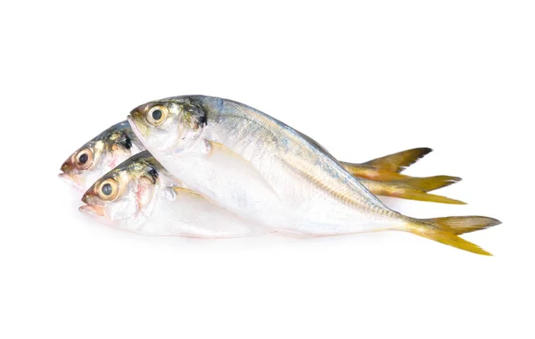 Whole round fresh horse mackerel on white background — Stock Photo, Image