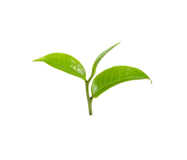 Čerstvý Zelený Čaj Listy Bílém Pozadí — Stock fotografie
