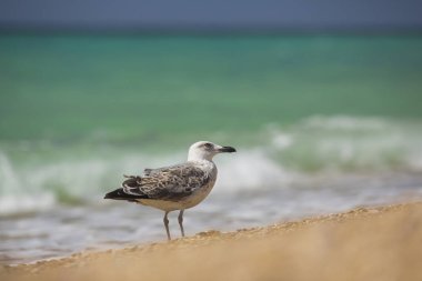 Albatros deniz arka plan üzerinde