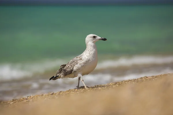 Albatross sullo sfondo del mare — Foto Stock