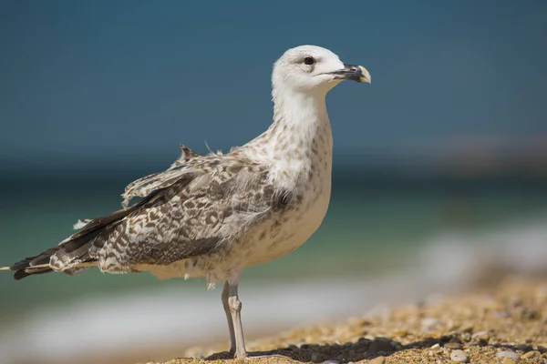 Albatross na tle morza — Zdjęcie stockowe