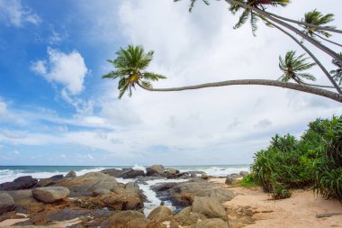 Tropikal plaj Sri-Lanka