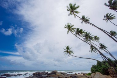 Tropikal plaj Sri-Lanka