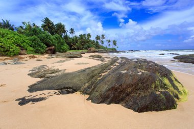 Tropikal plaj Sri-Lanka