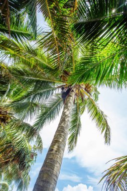 Adam bir palmiye ağacı