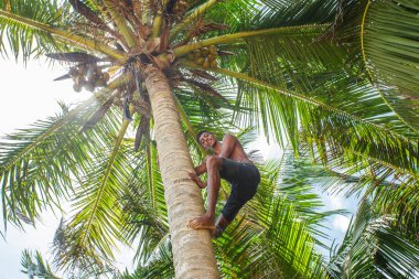 Man climbing a palm tree clipart