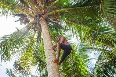 Adam bir palmiye ağacı