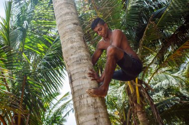 Adam bir palmiye ağacı