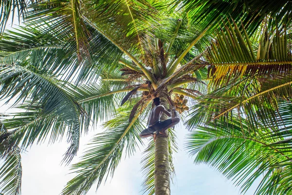 Man climbing a palm tree — Stock Photo, Image