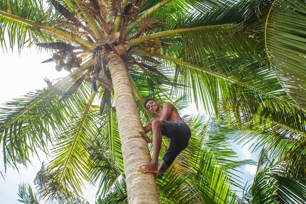 Homme grimpant sur un palmier — Photo