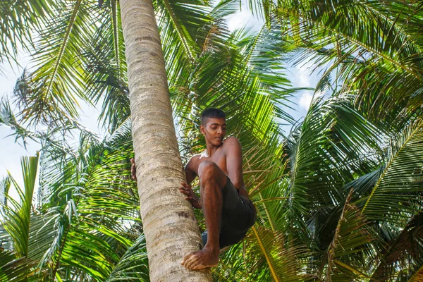 Man climbing a palm tree — Stock Photo, Image