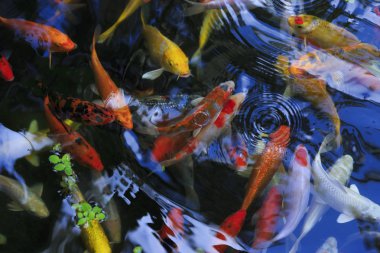 akvaryum altın sazan