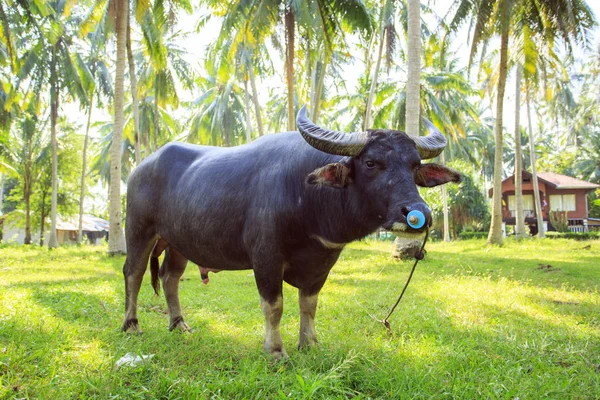 Vattenbuffel i Thailand Koh Samui island — Stockfoto